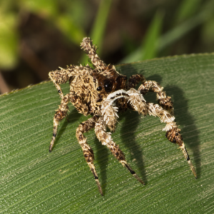 portia sp. portia sp.
