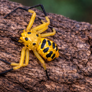 platythomisus octomaculatus platythomisus octomaculatus