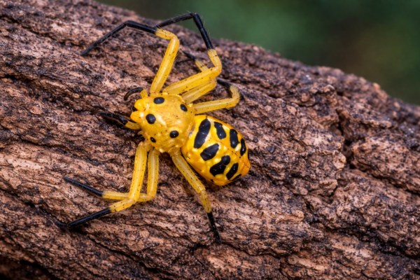 platythomisus octomaculatus