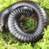 archispirosteptus gigas