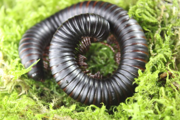 archispirosteptus gigas