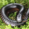 archispirosteptus gigas