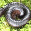 archispirosteptus gigas