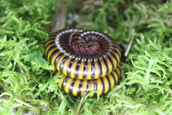 pelmatojulus ligulatus pelmatojulus ligulatus