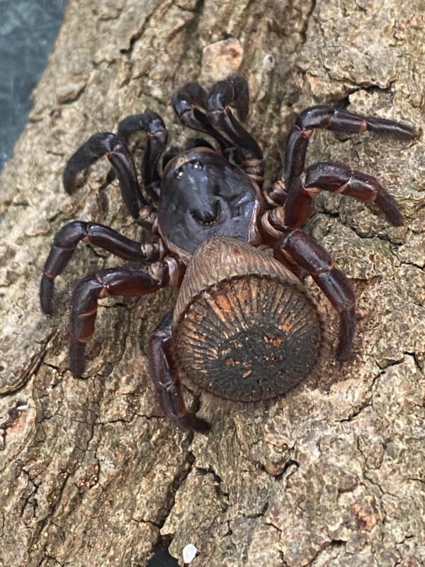 cyclocosmia ricketii cyclocosmia ricketii