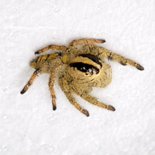 hyllus diardi hyllus diardi