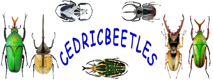 Invertebrate Huisdieren