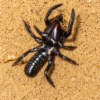 Galeodes Arabic black