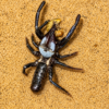 Galeodes Arabic black