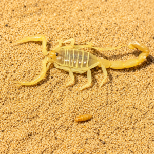 Buthus Occitanis yellow scorpion egypte