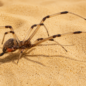 Latrodectus geometricus