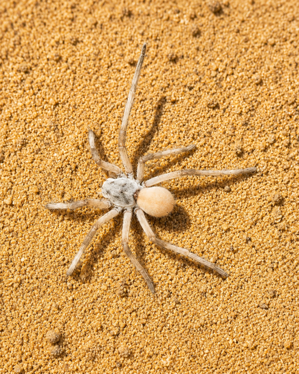 Cerbalus Aravaensis